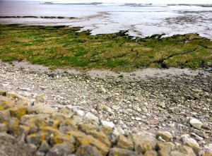Goldcliff Sea Wall IMG_1613