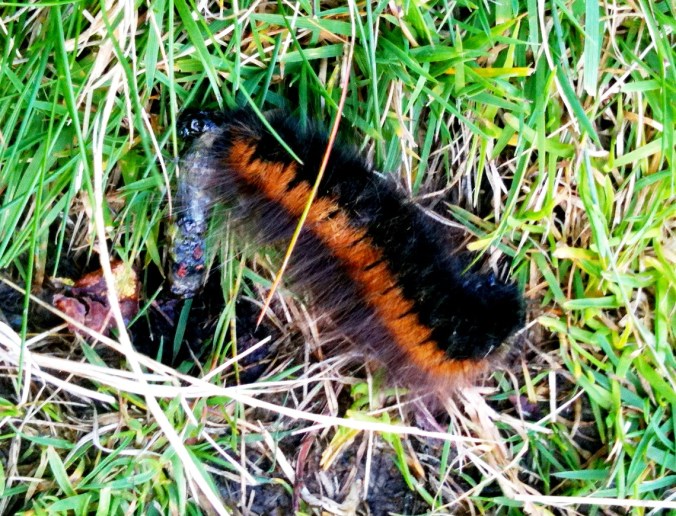 caterpillar