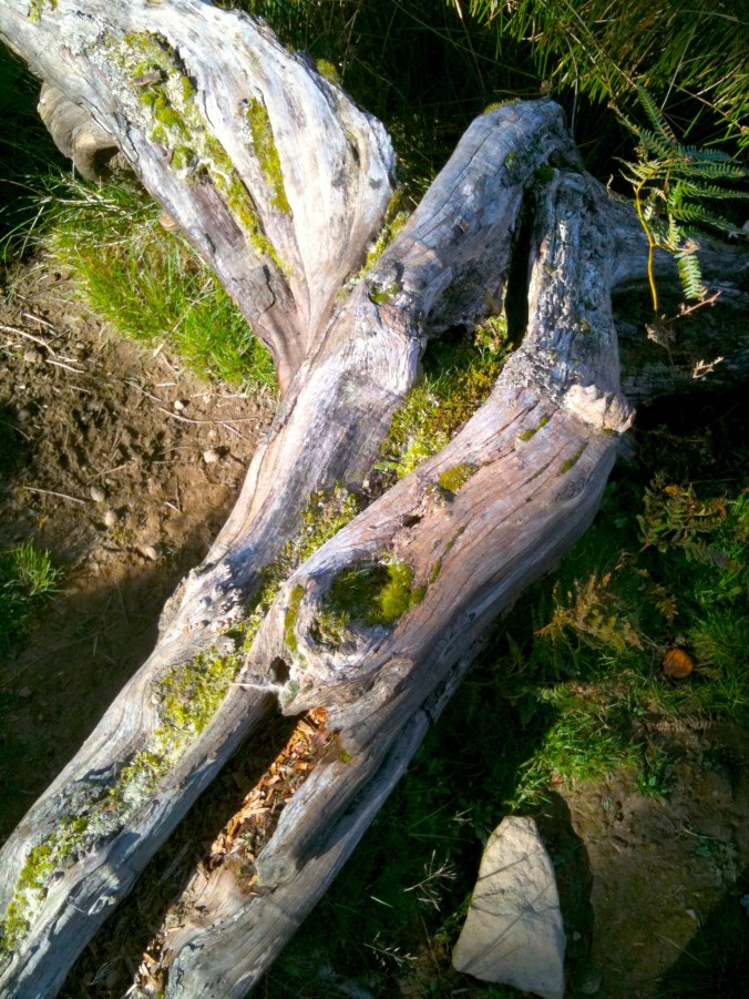 fallen tree