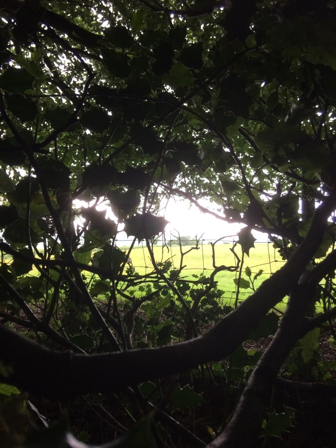 fields through trees