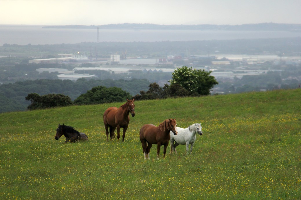horses in field