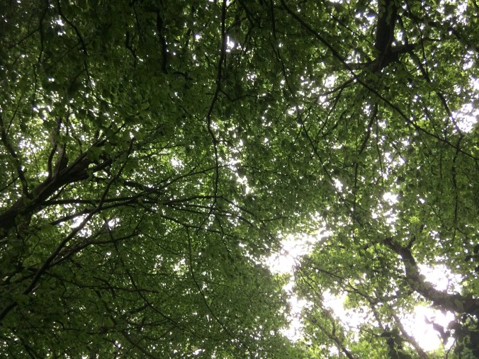 light through leaves