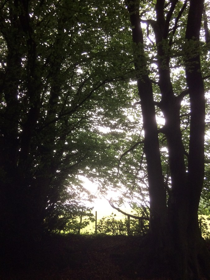 light through trees