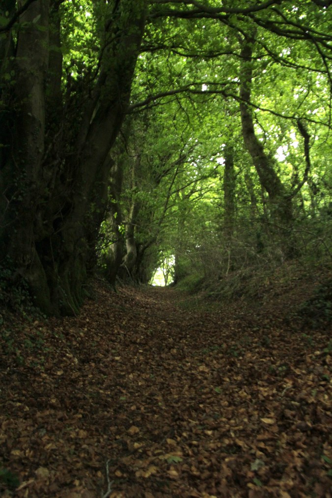 path tall