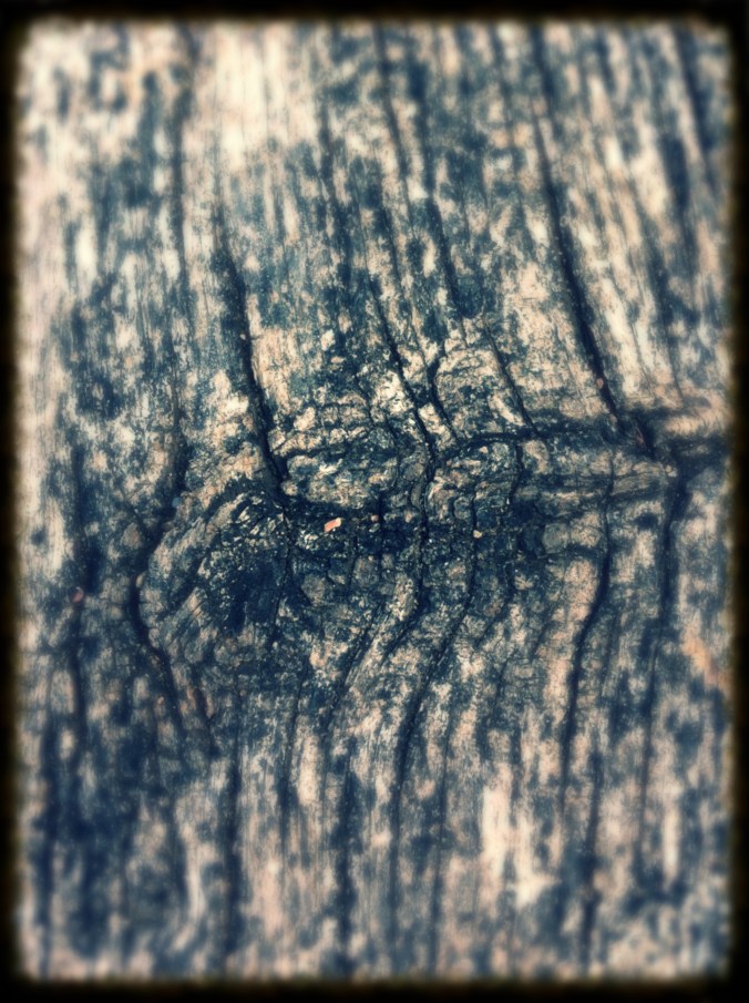 tree bark