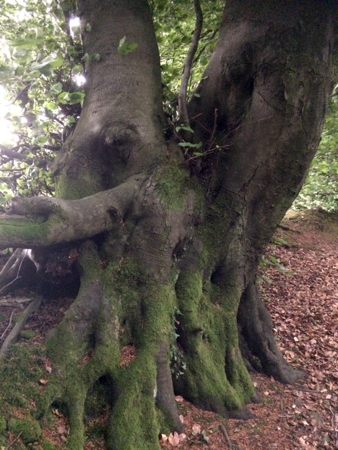tree large roots