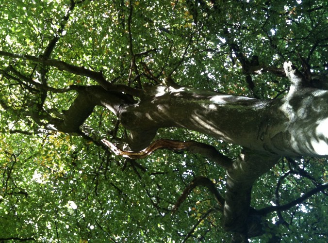 tree side