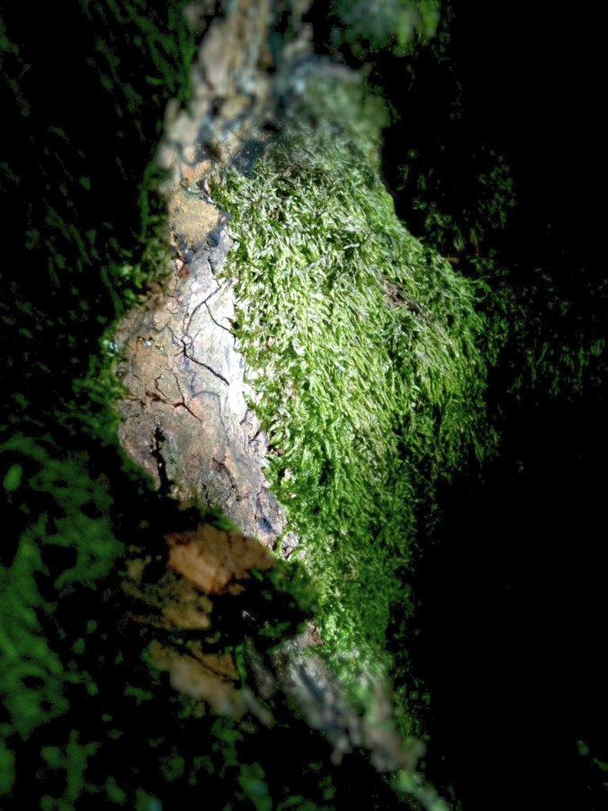 tree trunk detail 2