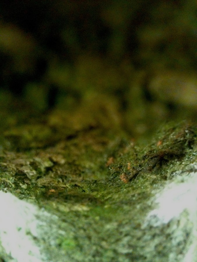 tree trunk detail