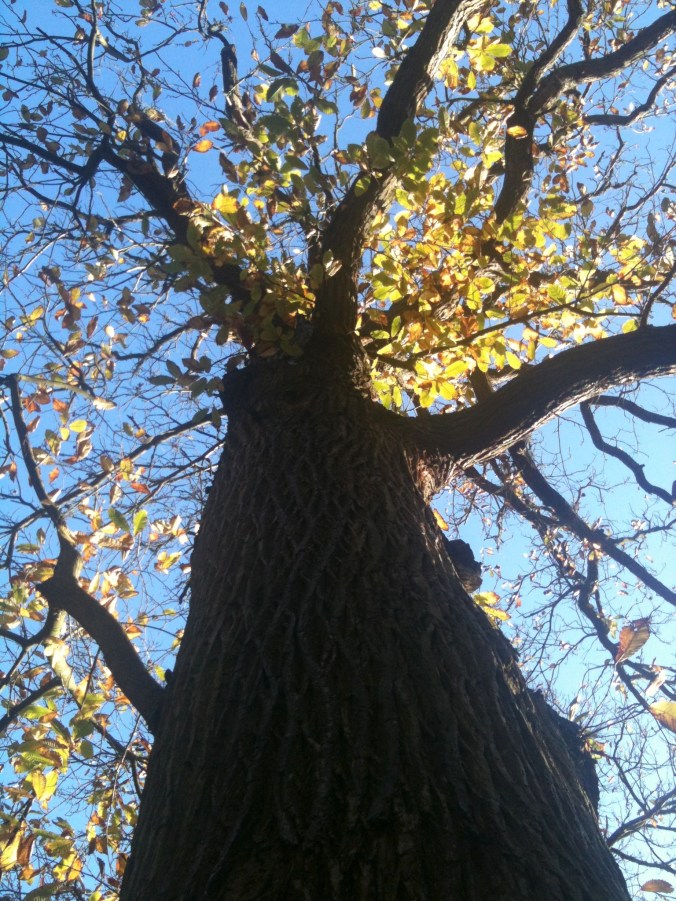 tree trunk
