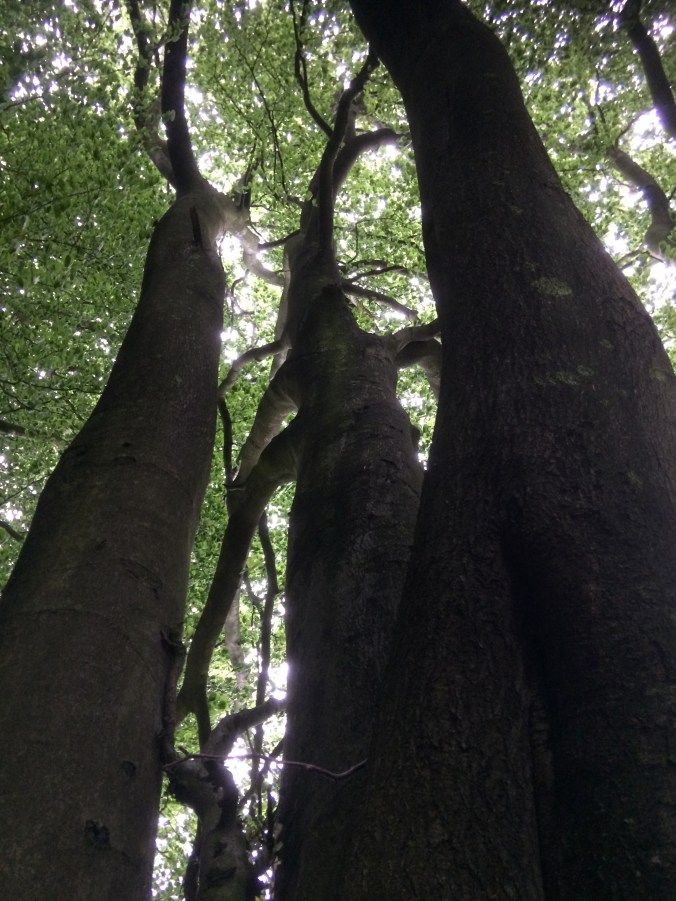 tree trunks