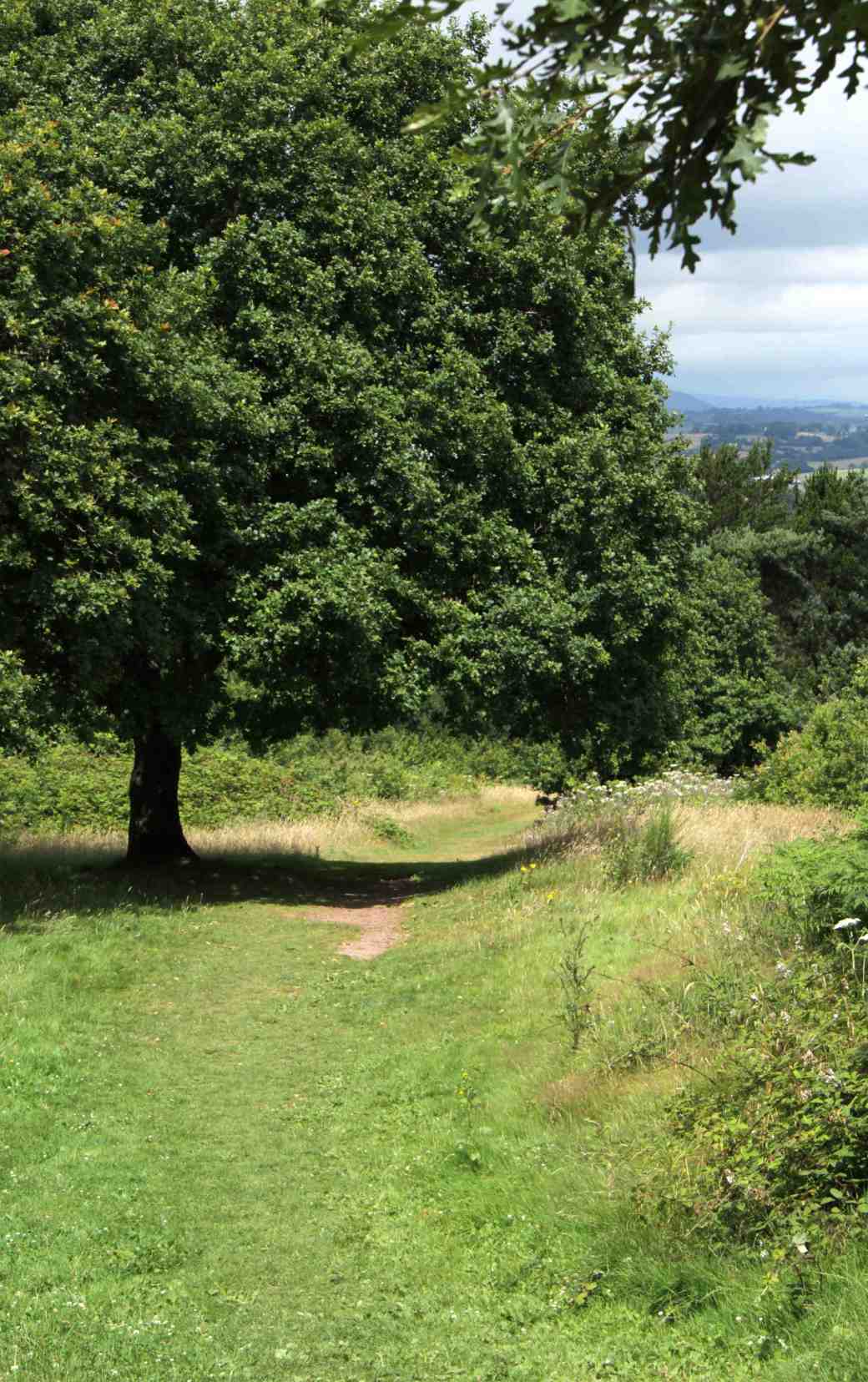slope down into St Julian's Park meadow