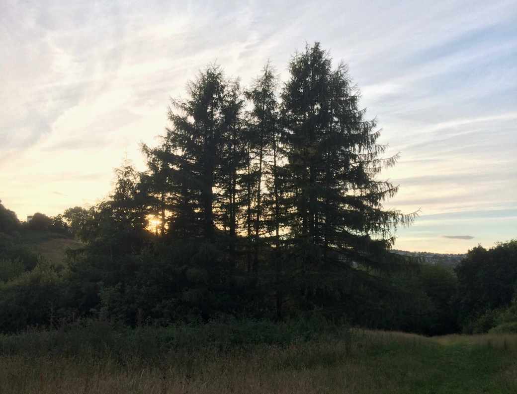 tall trees in meadow