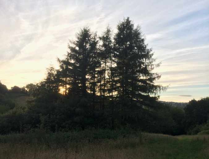 tall trees in meadow