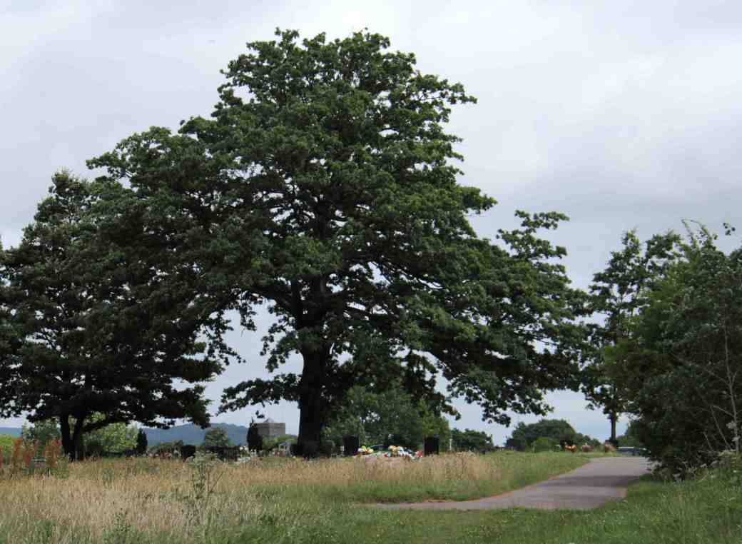 Western edge of Christchurch cemetery