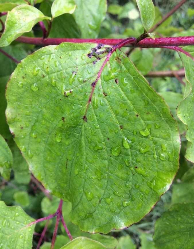 wet leaf