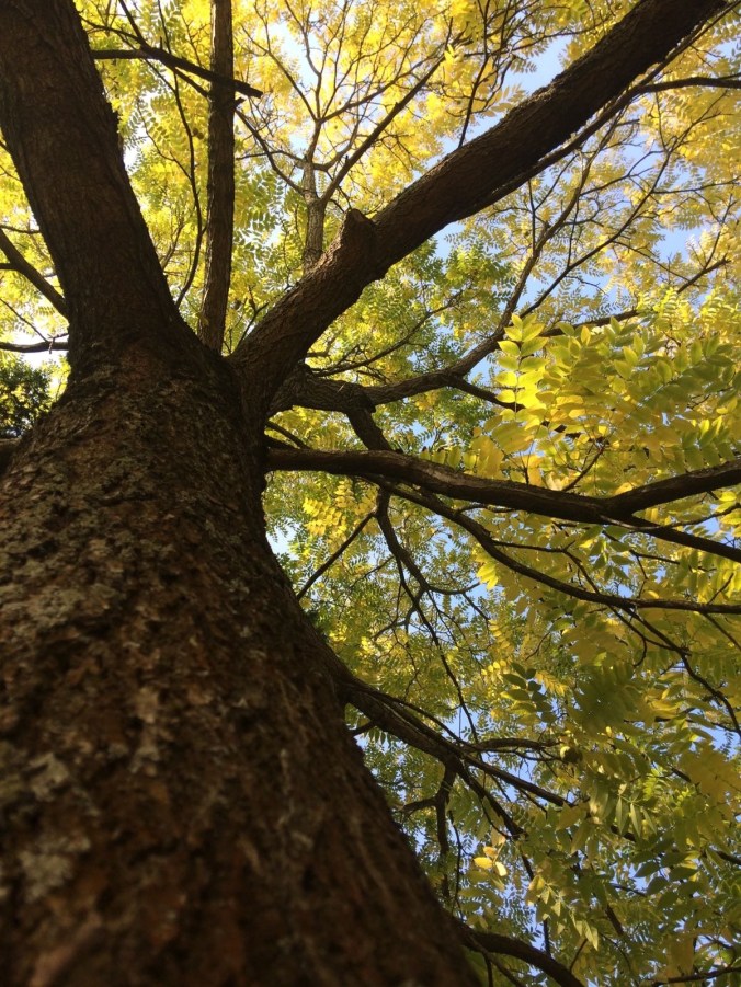 Autumn 1