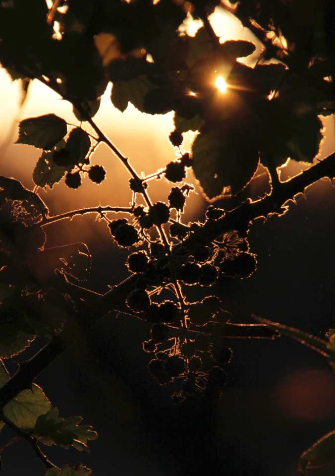 sunlight backlit