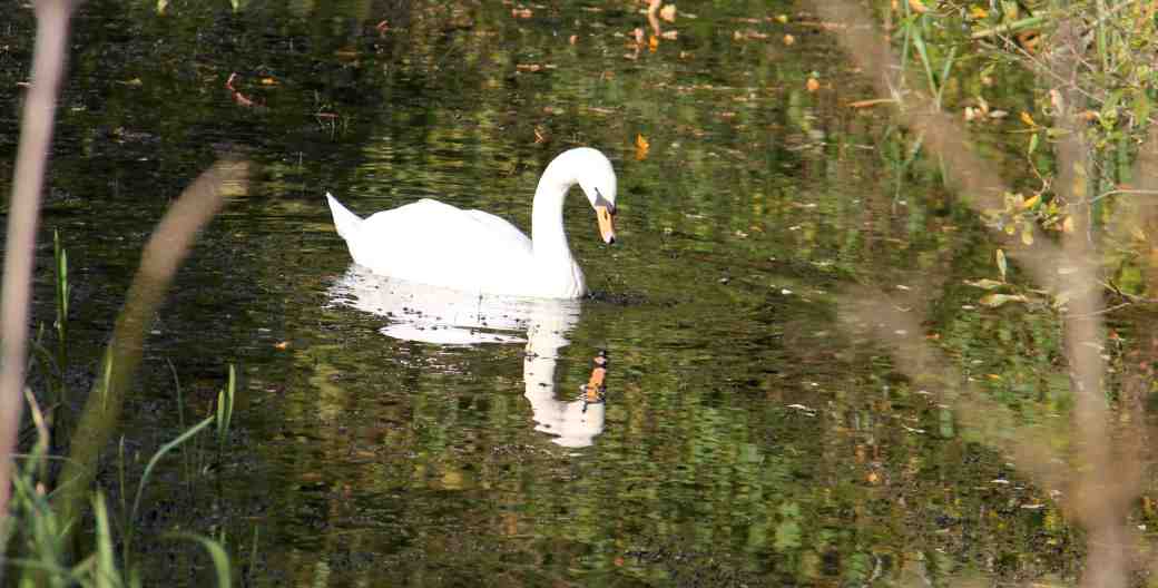 Canal swan