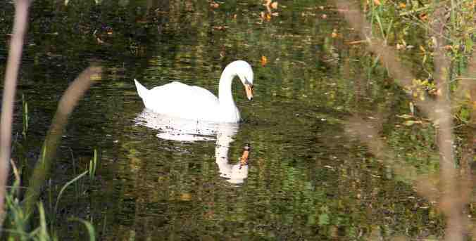 Canal swan