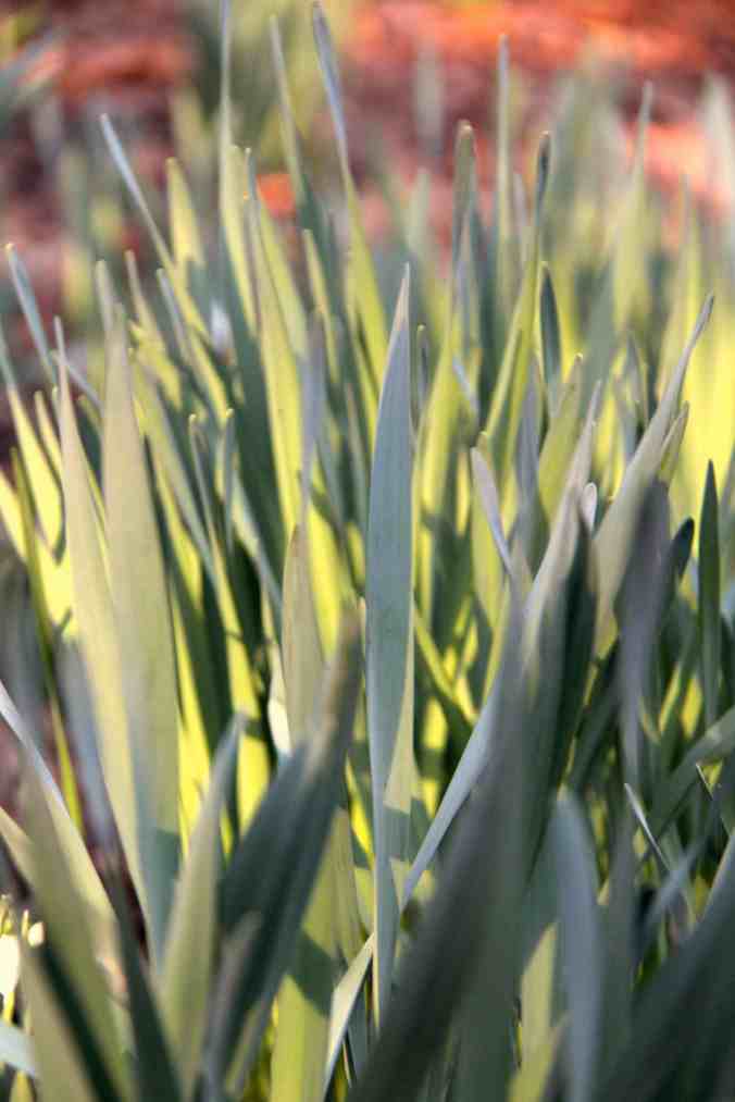 daffodils