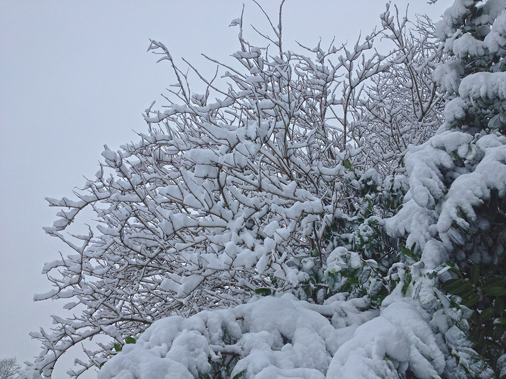 WP_snow_trees