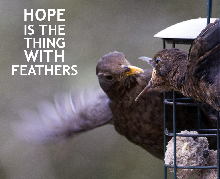 Hope is the thing with feathers