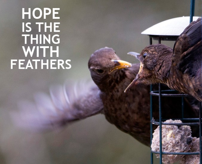 Hope is the thing with feathers