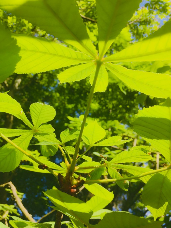 green leaves new