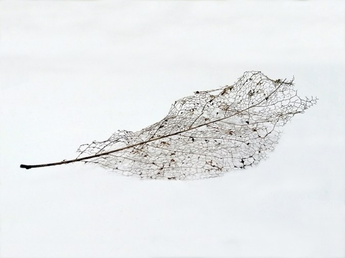 leaf 2 1000px width