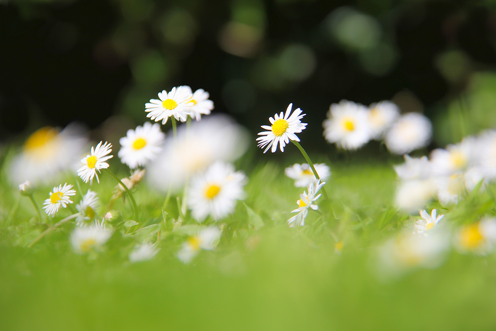 Daisies 1000px wide