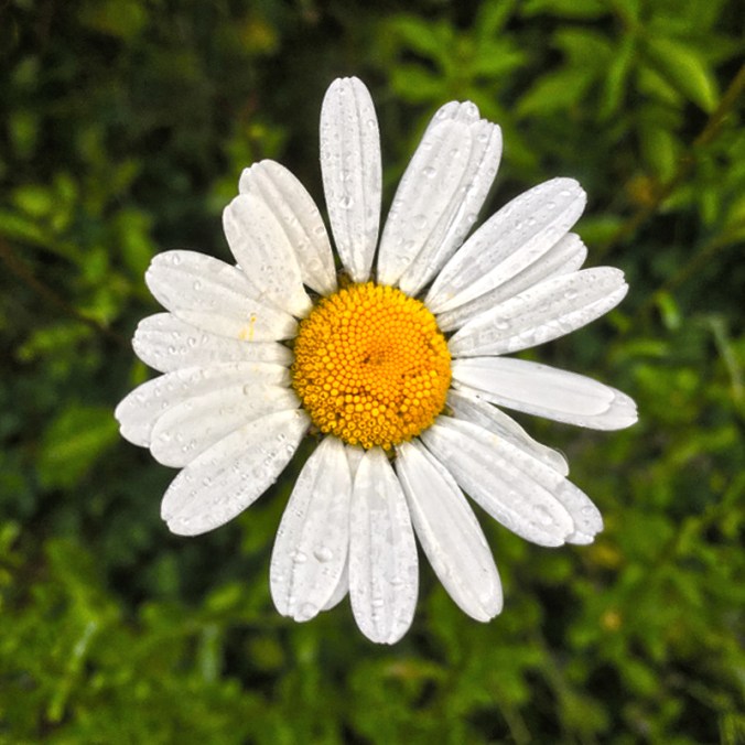 Daisy