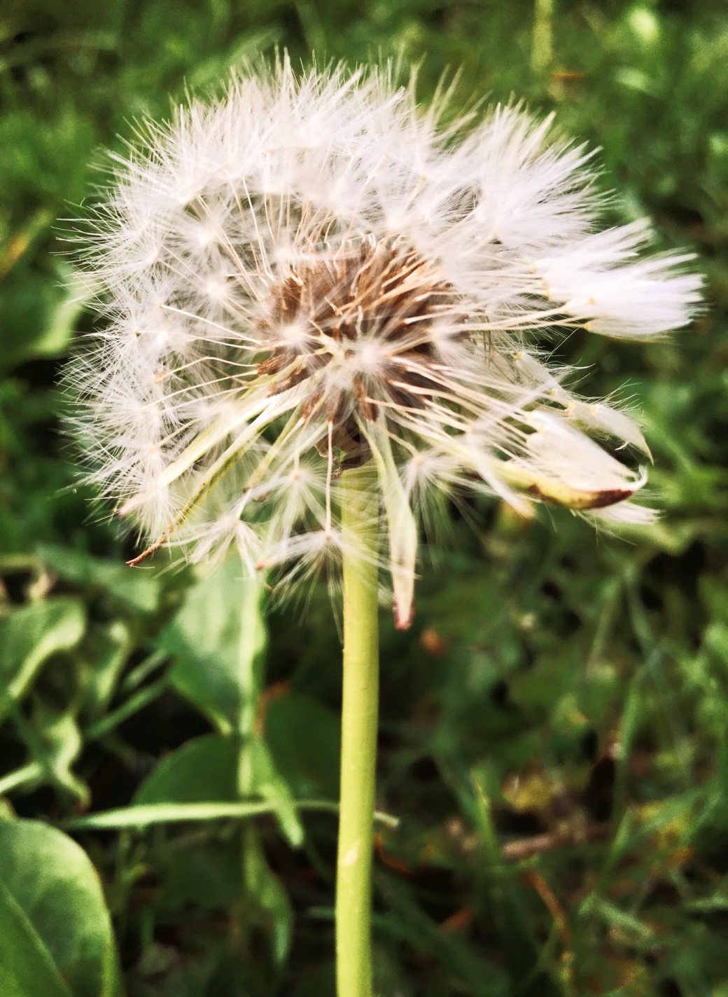 dandelion 2