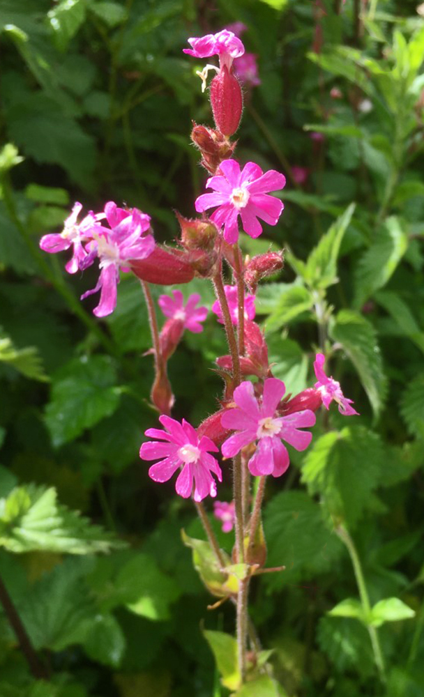 Flowers 2