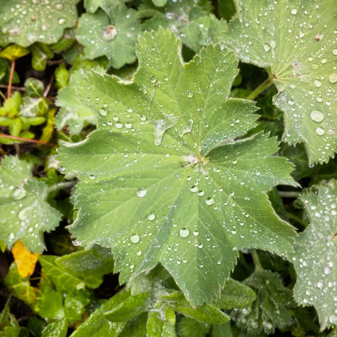 Leaf 1