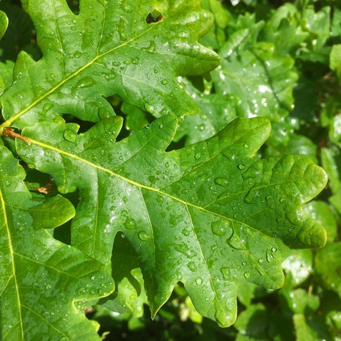 Leaves 2