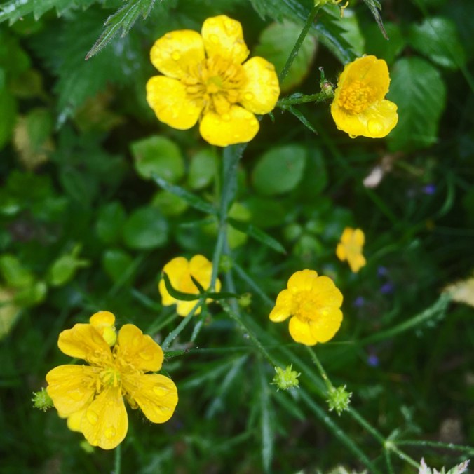 Yellow flowers