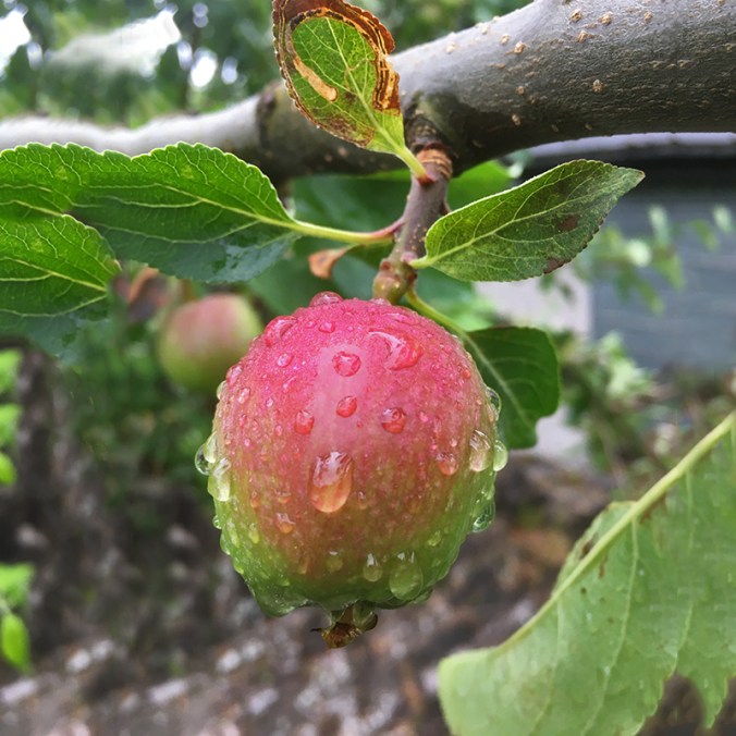 Apple