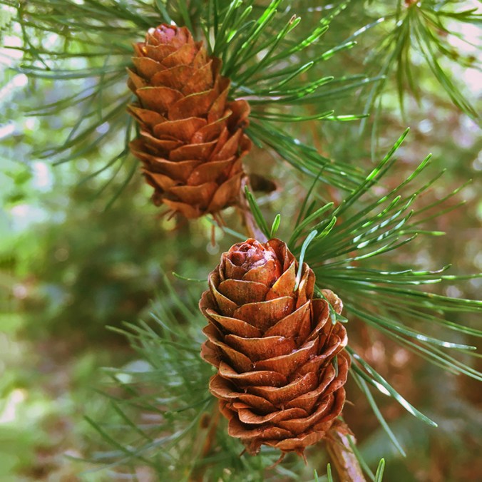 Cones