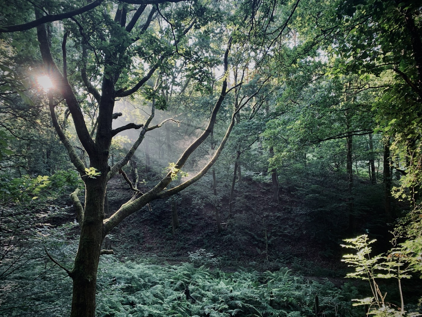 Ray of Light | Under BeechWood